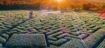 Maze