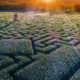 Maze